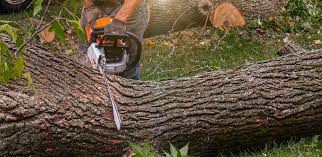 Best Leaf Removal  in Hildebran, NC