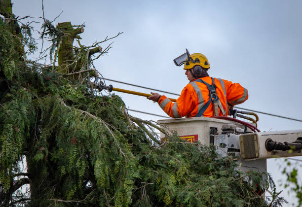 Reliable Hildebran, NC Tree Care Solutions