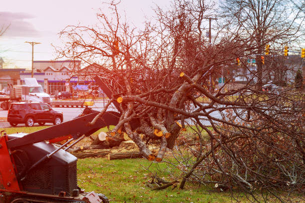 How Our Tree Care Process Works  in  Hildebran, NC