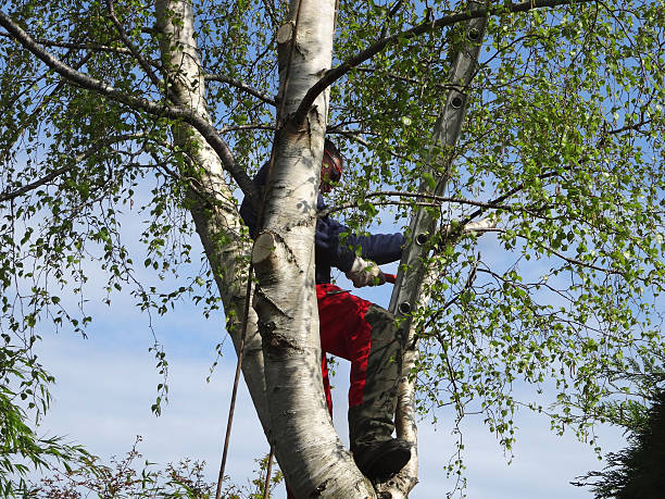 Best Emergency Tree Removal  in Hildebran, NC